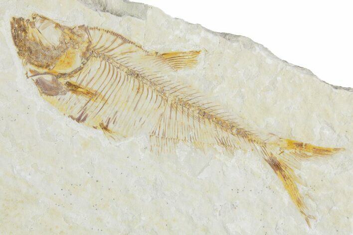 Detailed Fossil Fish (Diplomystus) - Wyoming #357670
